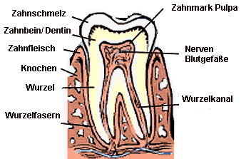 Menschlicher Zahn